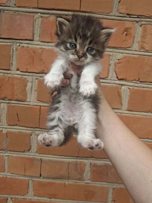 Кошенята шукають дім