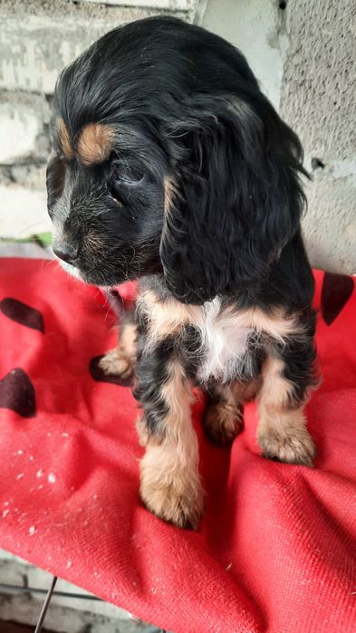 Щенок английского спаниеля