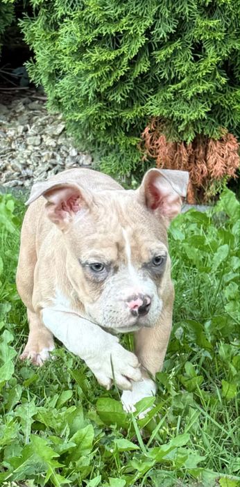 American bully piesek