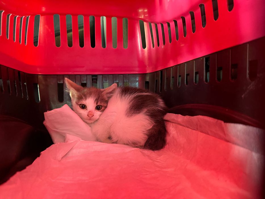 Кошеня в добрі руки