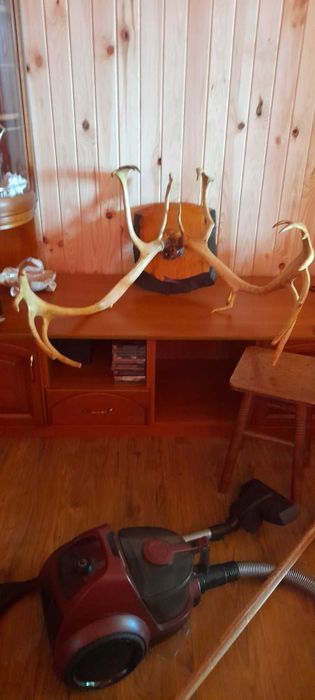 Продаються роги оленя