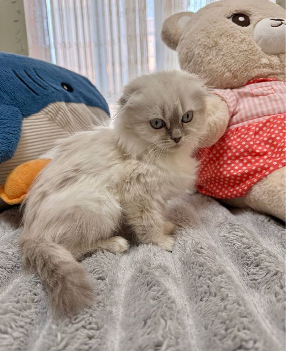 Шотландське висловухе кошеня