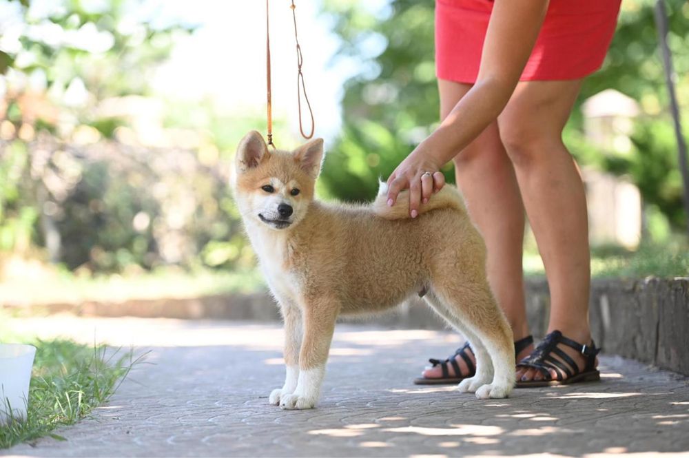 Щенки  из племенного  питомника, шоу уровень, для выставок