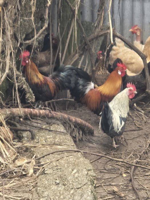 Três garnizes para venda