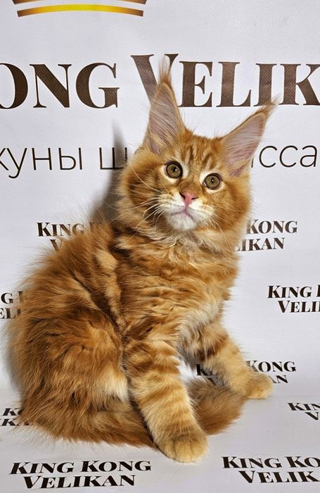 Рудий важковаговик мейн кун