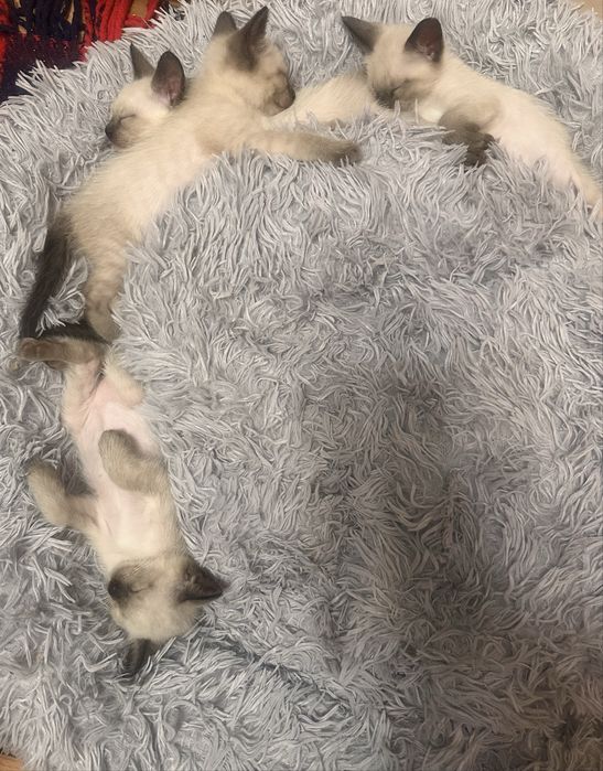 Продам сиамских котят