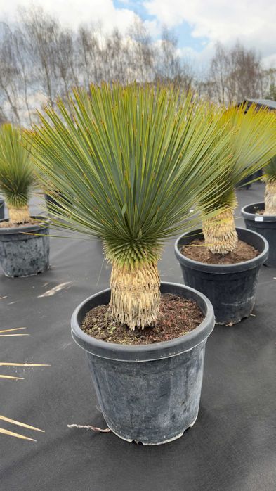 Juka Rostrata, Yucca Rostrata 100cm