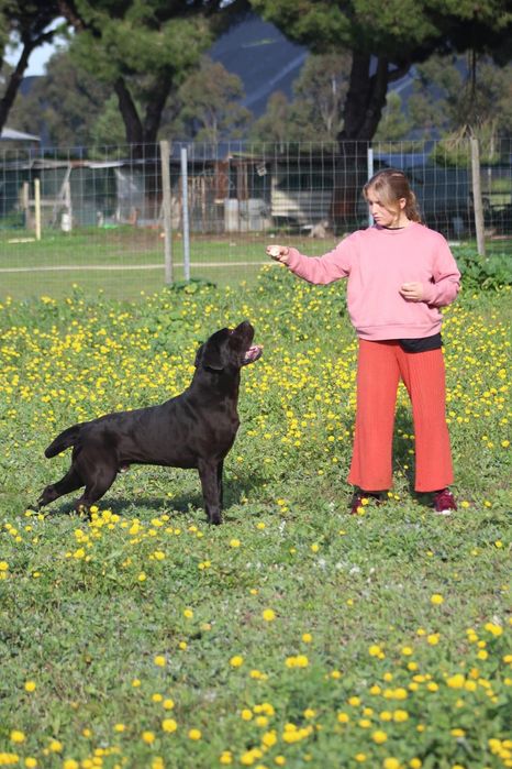 Serviço pet sitting , estadia e vamos a sua casa passear o seu cão