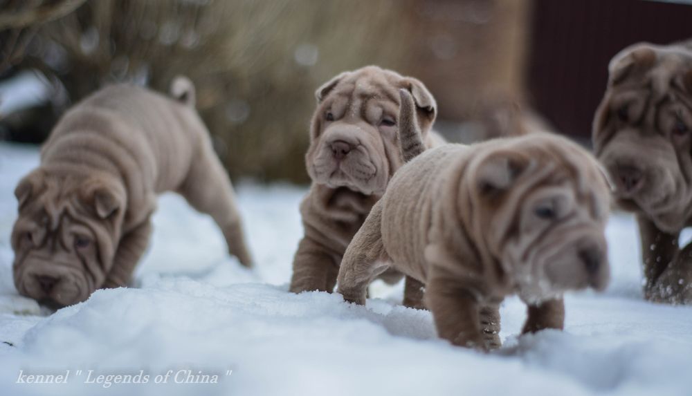 Цуценята Shar Pei