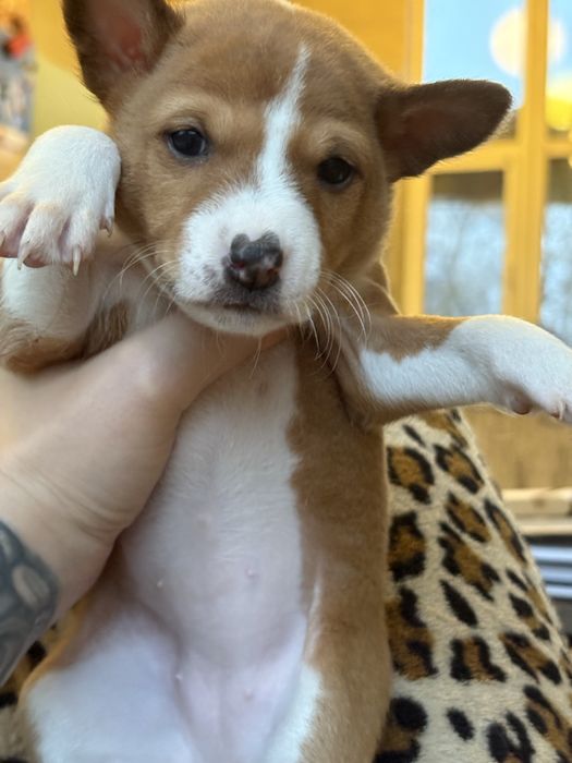 Діачинка басенджи, собака, яка не гавкає, собако-кіт