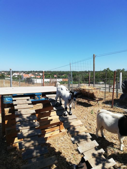 Cabritos anões com 2 meses