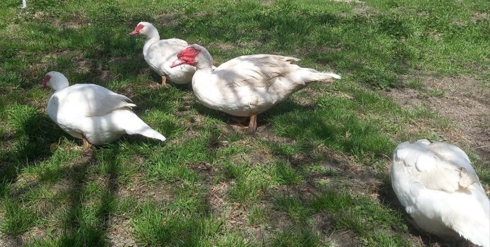 Мускусні домашні породисті індокачки шипуни здорові гарного окрасу