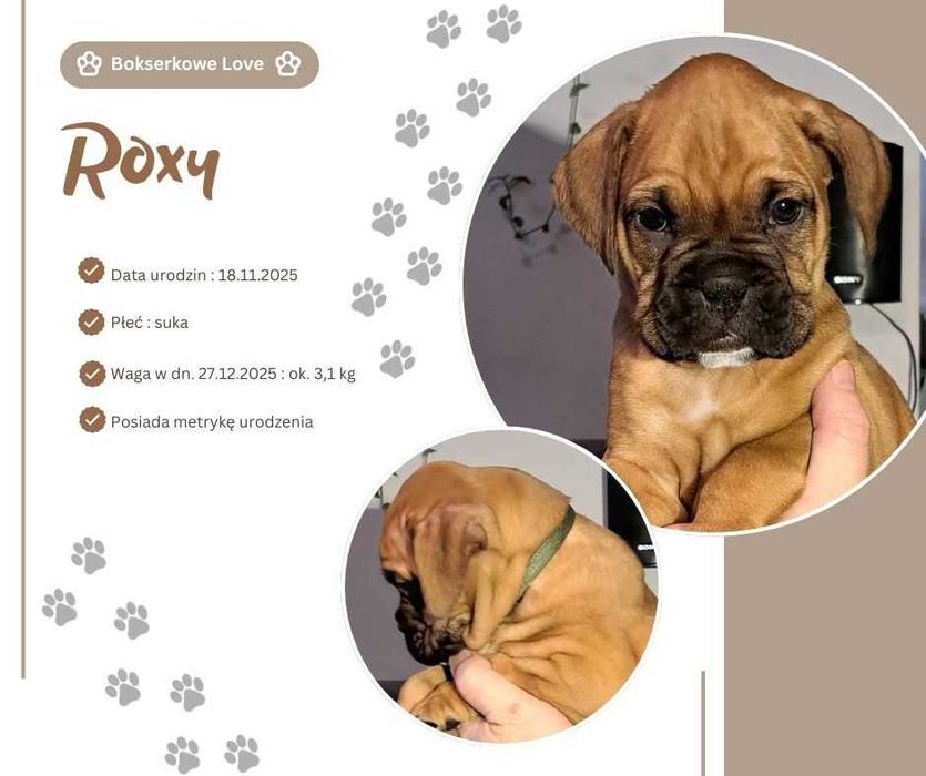Szczeniak Bokser suczka ROXY
