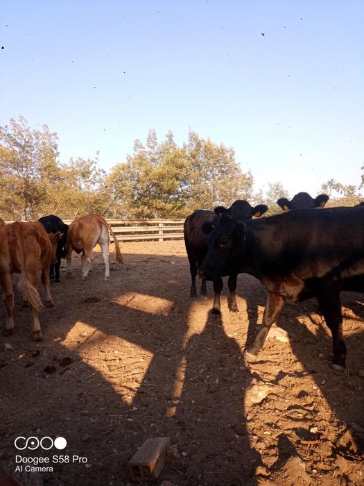 Vitelas cruzadas de Angus limosine