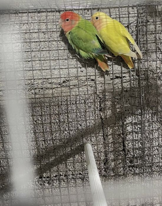 Vendo casal de agapornis