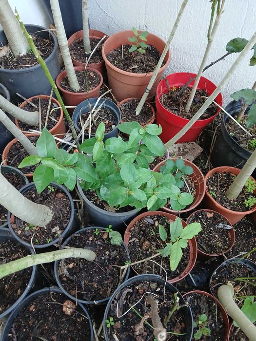 Pitangueiras em vaso