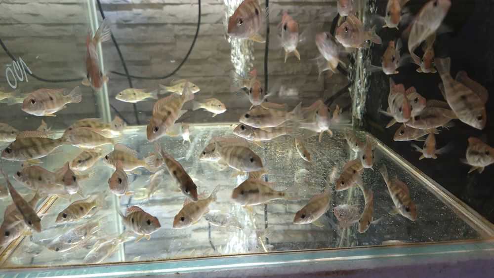 Ziemiojady Red Head Tapajós