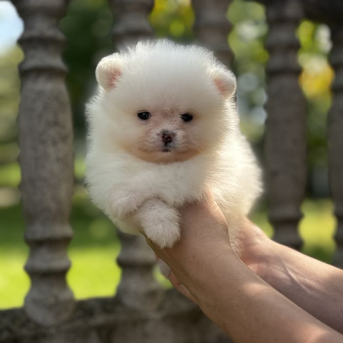 ляльковий ведмедик шоу класса