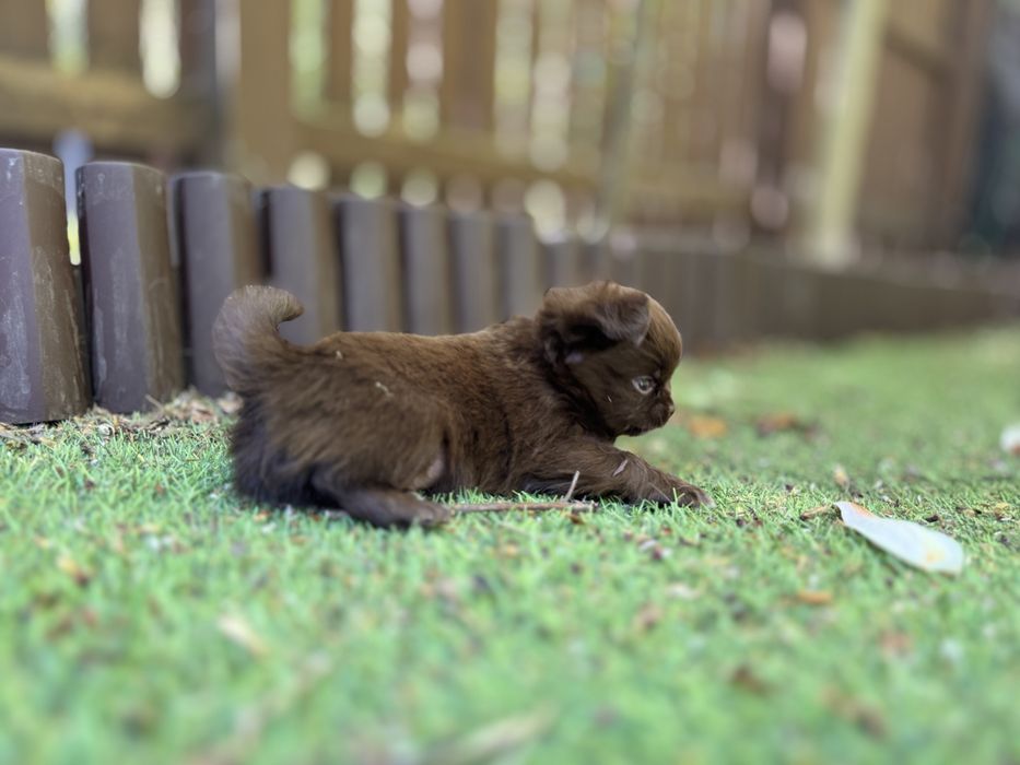 Chihuahua Dlugowlosy FCI