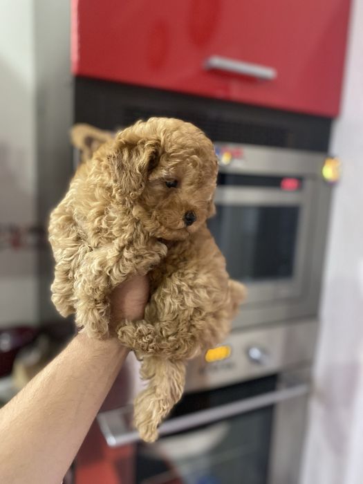 Мальтіпу гарна дівчинка