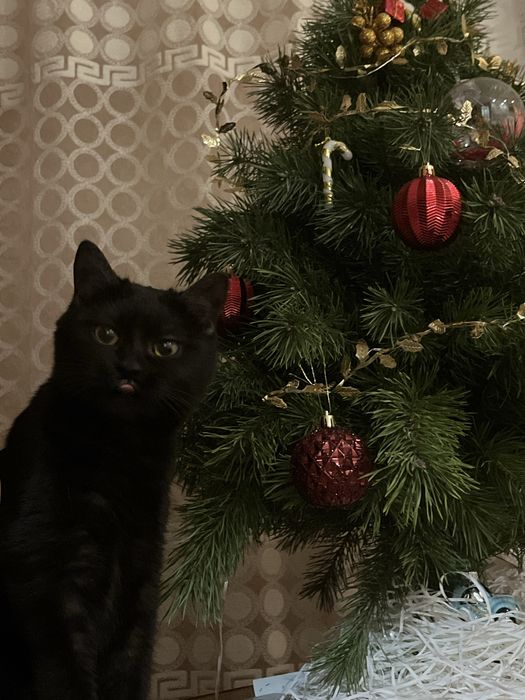 Віддам кицю в добрі руки термінново