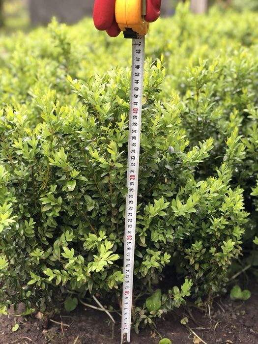 Пропоную саджанці самшиту