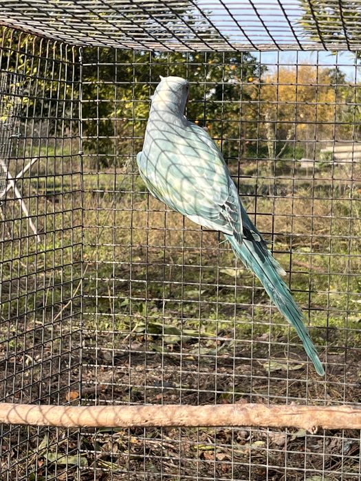 Ring Neck recessivo 2025