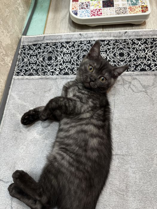 Продам Шотландця хлопчика Скотіш Страйт
