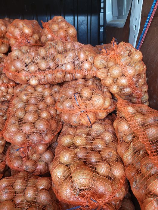 Cebula           .