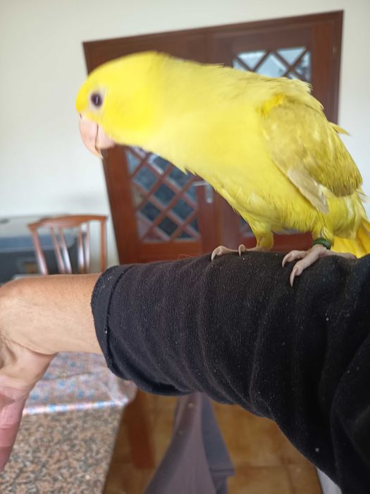 Ring necks criados a mão