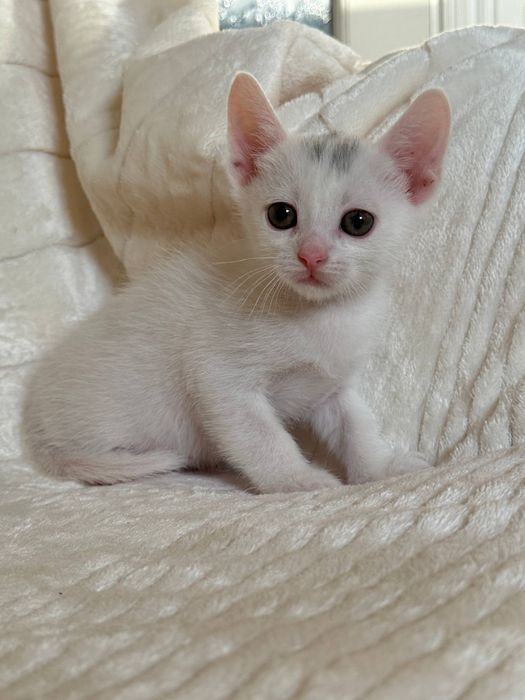 Кошенята шукають люблячу родину!