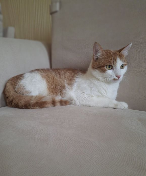 Кастрированный бело-рыжий котёнок-подросток ищет дом! Отдам в хорошие