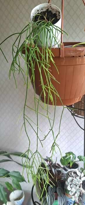 Рипсаліс волосоподібний і др.