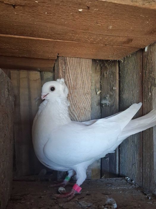 Gołębie ozdobne mewki