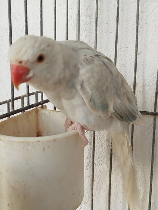 Ring necks bebés