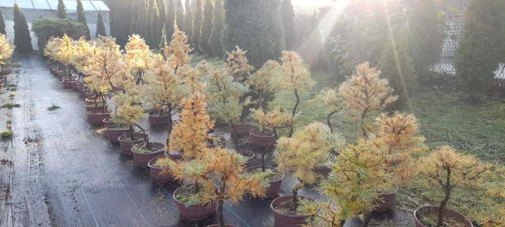 Drzewka bonsai (sosna,modrzew)