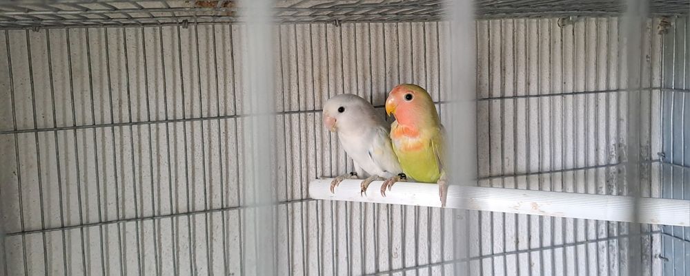 Casal Agapornis roseicollis