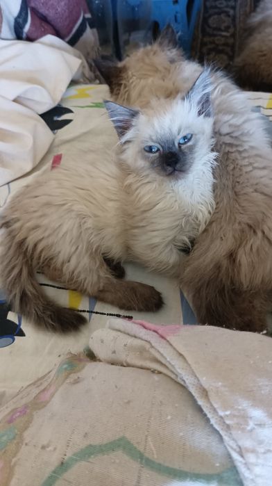 Невська маскарадна дівчинка 2 місяці