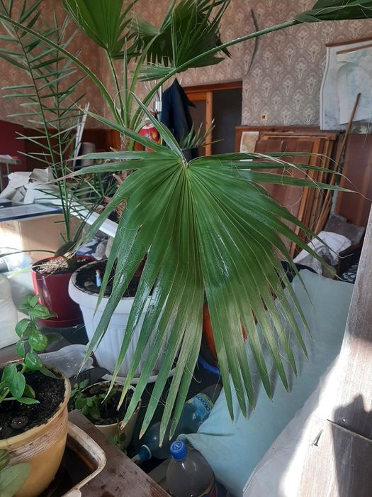 Вашингтония нитчатая