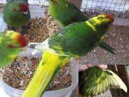 Vendo kakariquis bonitos