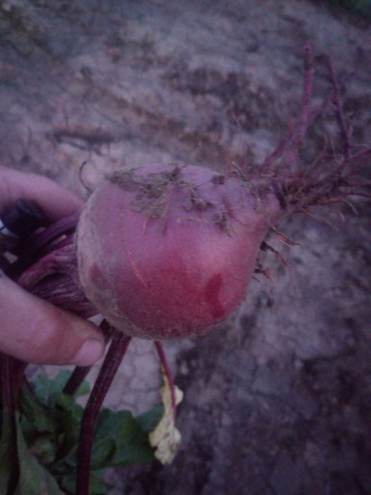 Sprzedam buraki czerwone