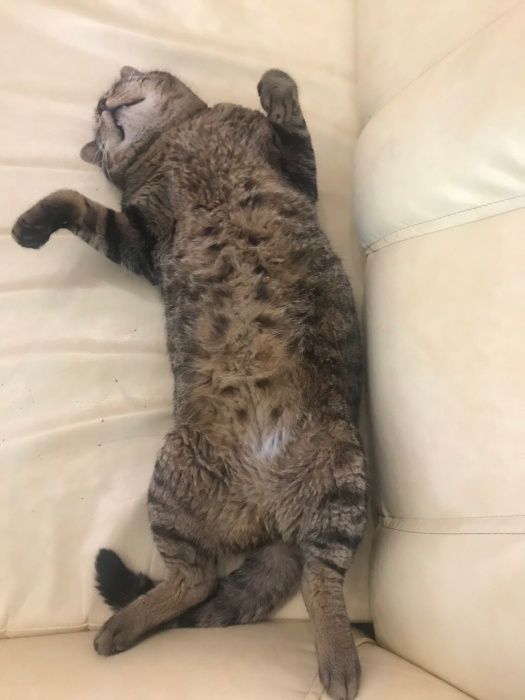 МИлый котик Вася