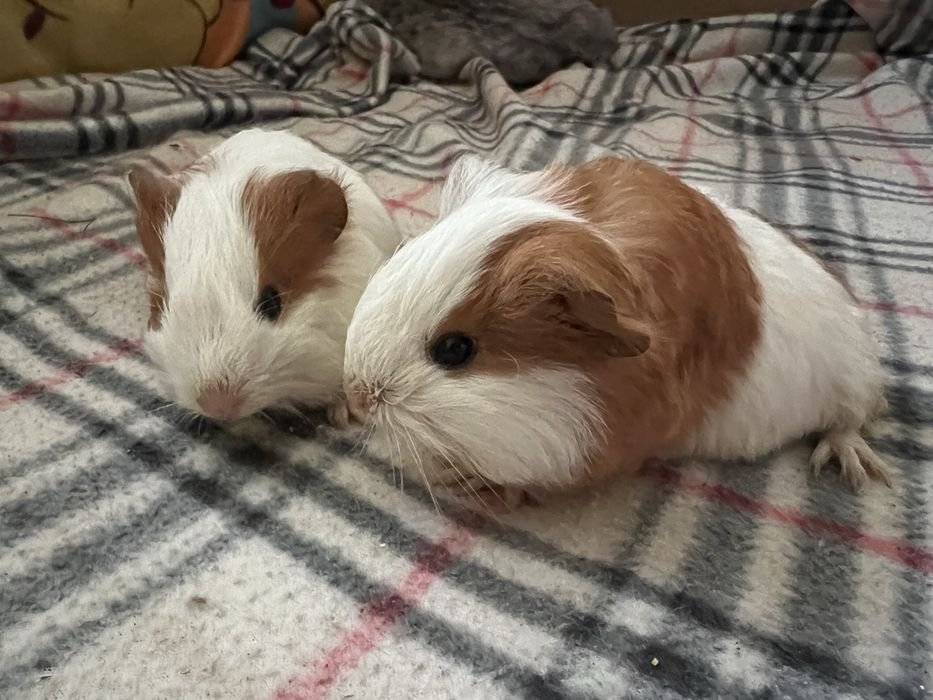 Морські свинки довгошерсті шелті