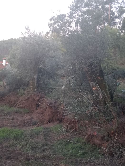 Vendo    Oliveiras