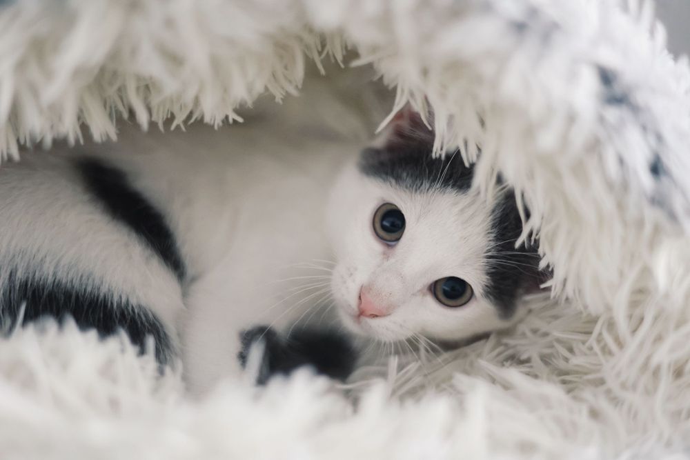 3 gatos bebés machos para adoção responsável