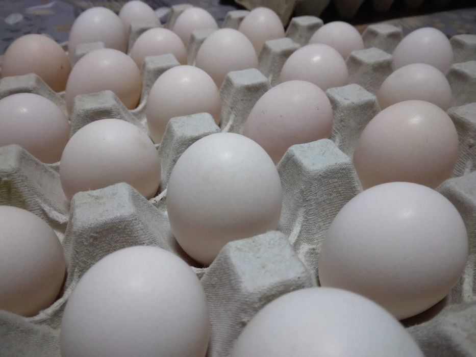 Ovos caseiros consumo