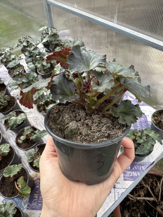 Бегонія ампельна клубнева fragrant falls peach