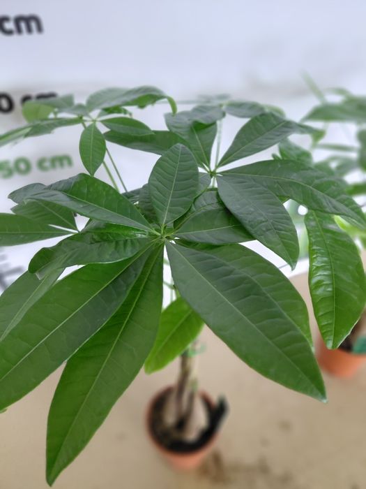 Pachira aquatica, Pachira wodna 70cm WYSYŁKA