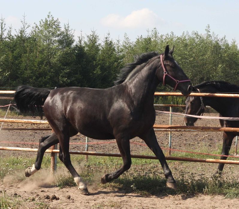 *** Młoda klacz śląska ***
