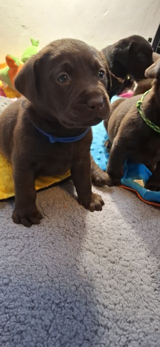 Labrador retriever szczeniak